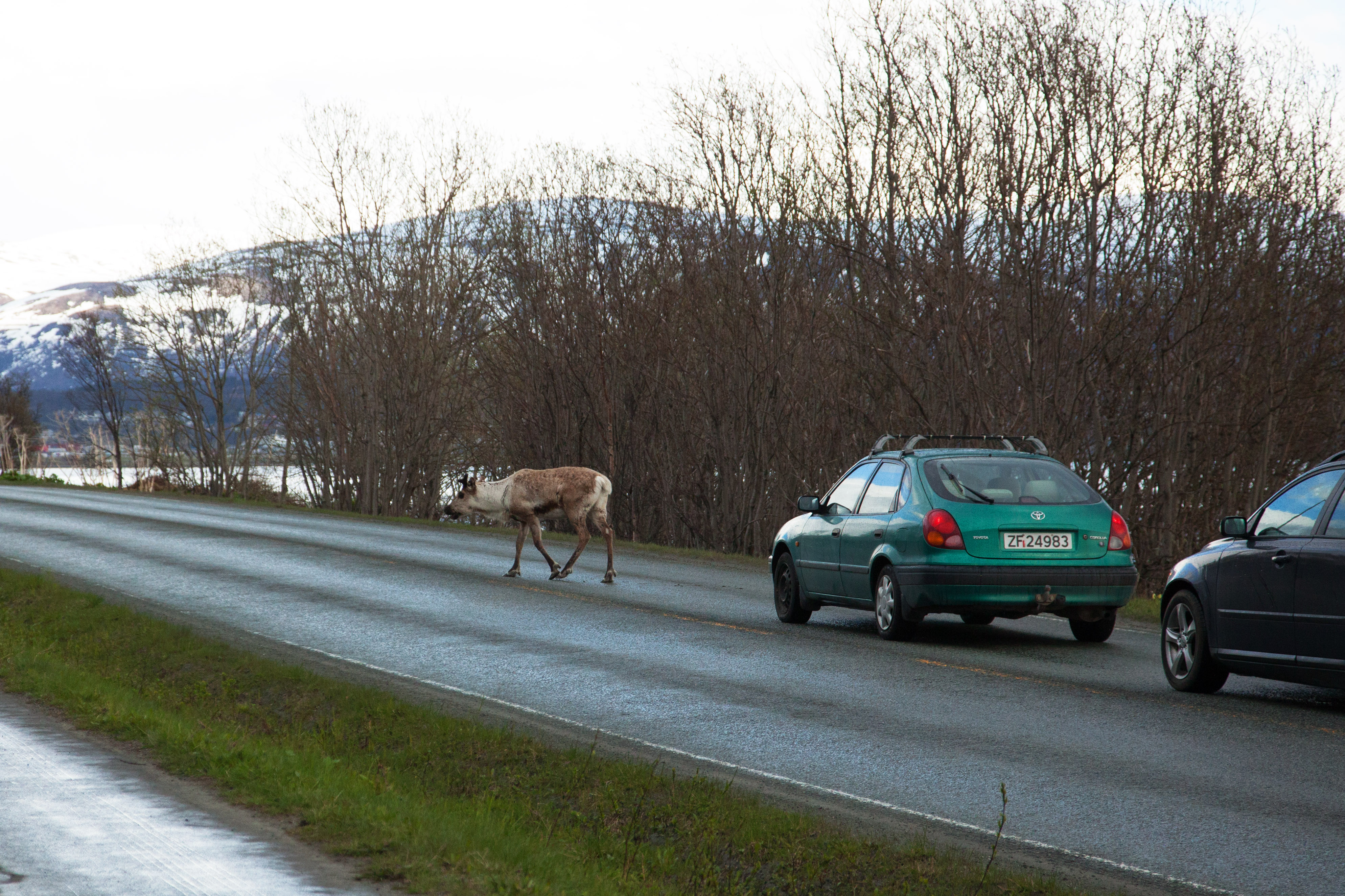 Sew Mariefleur Reindeer.jpg